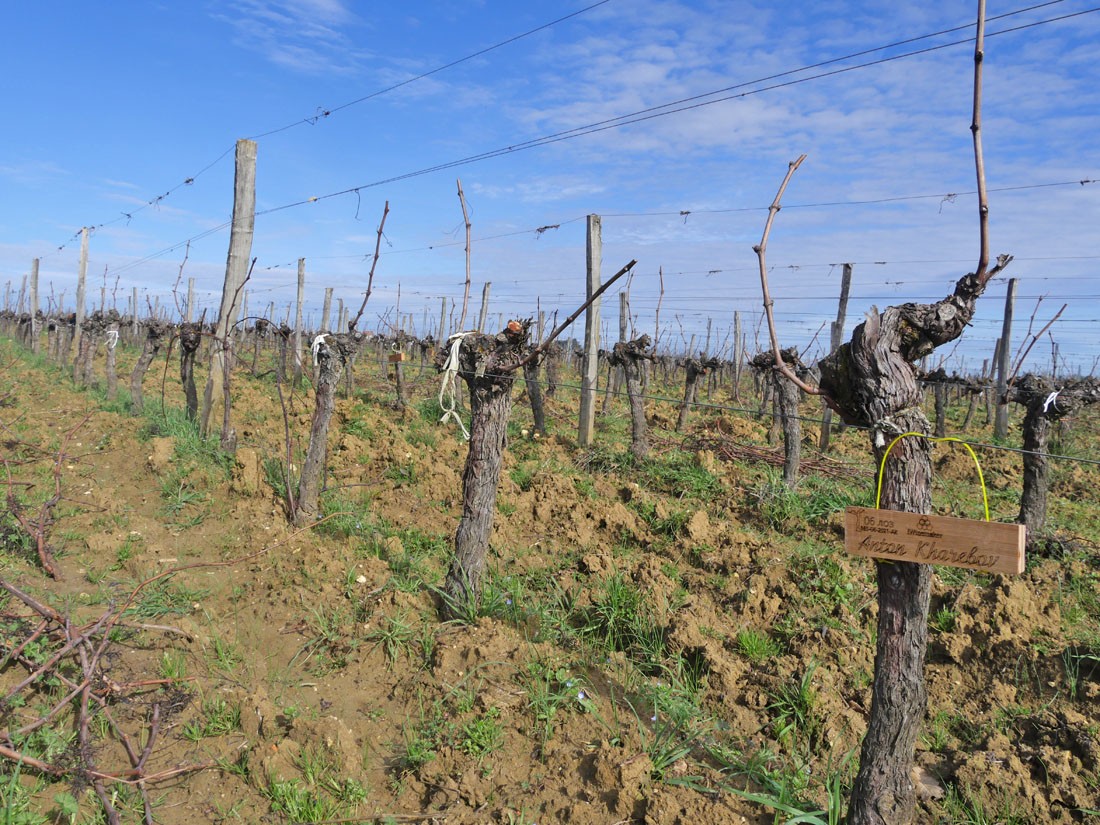 Виноградник на урожай